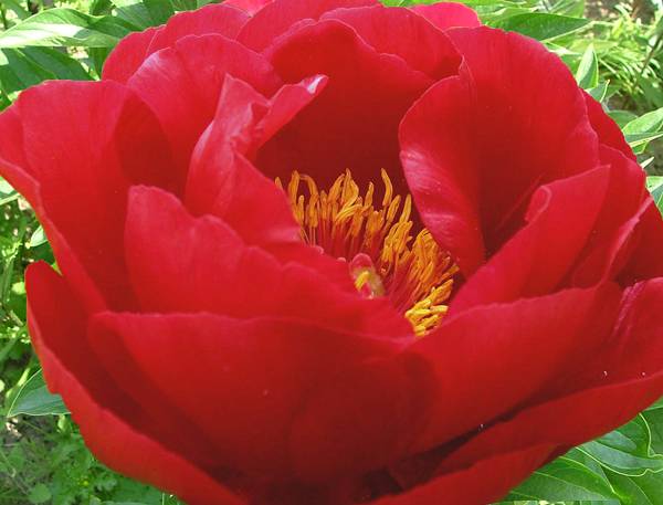 RED RED ROSE